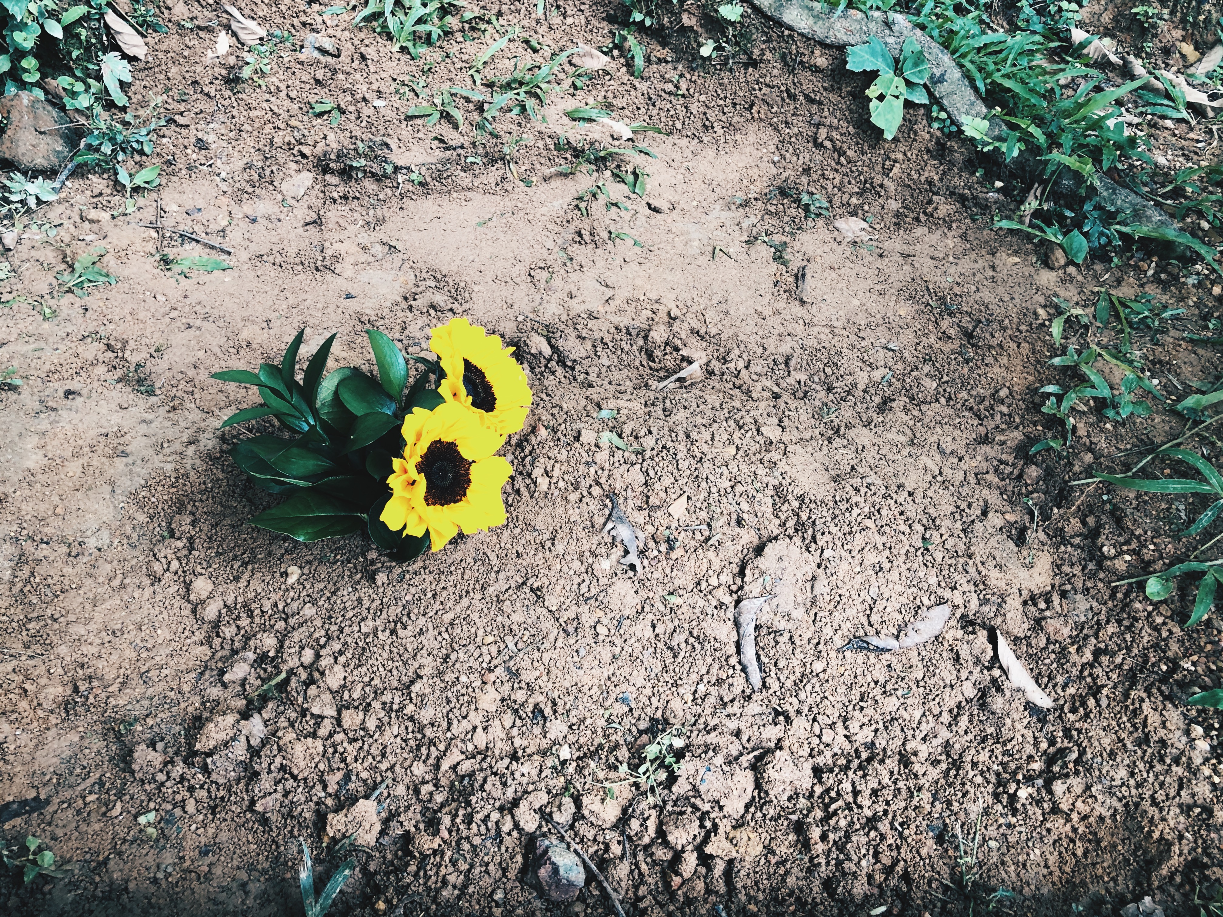 Processed with VSCO with hb2 preset